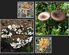 Bauchnabel-Pilze und Orechietti