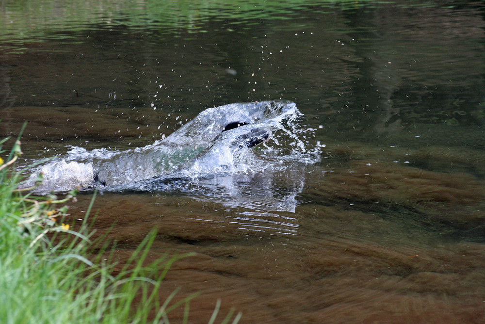 Bauchplatscher