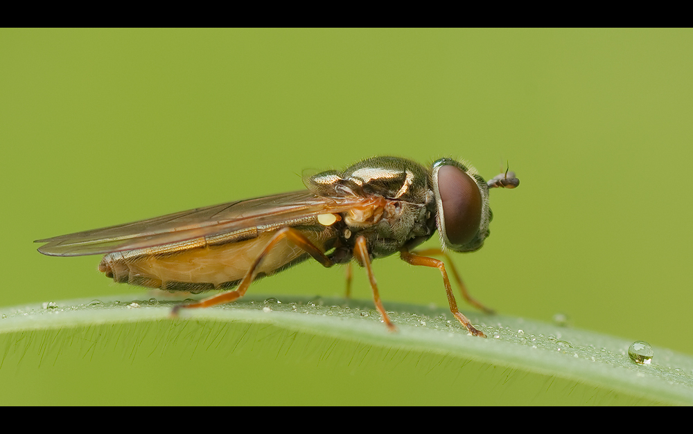 Bauchweh-Fliege