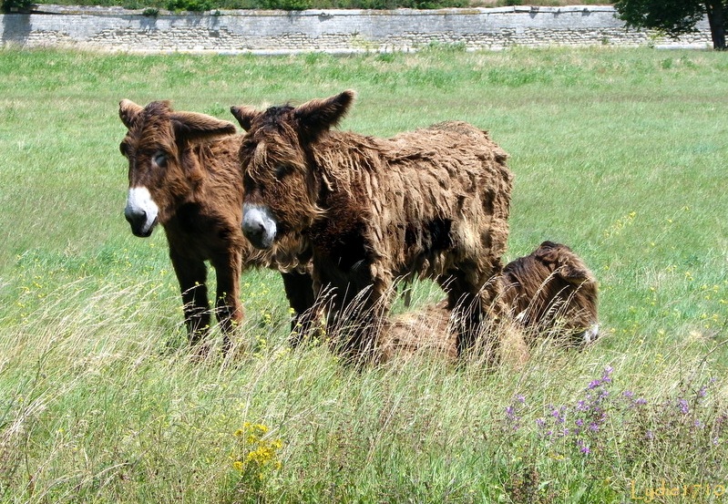 baudet du Poitou