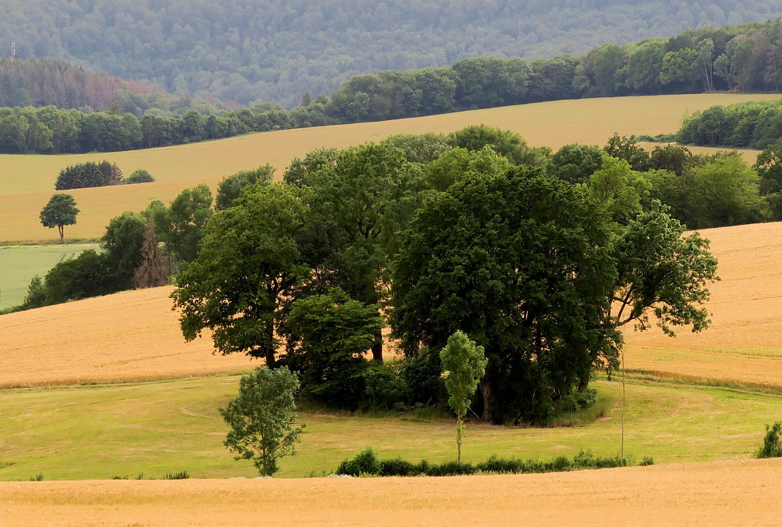 Baueme-im-Feld