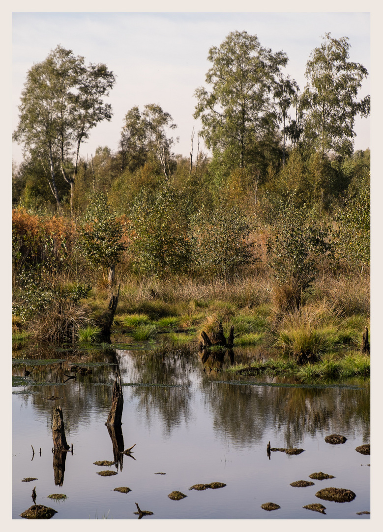 Baüme im Moor