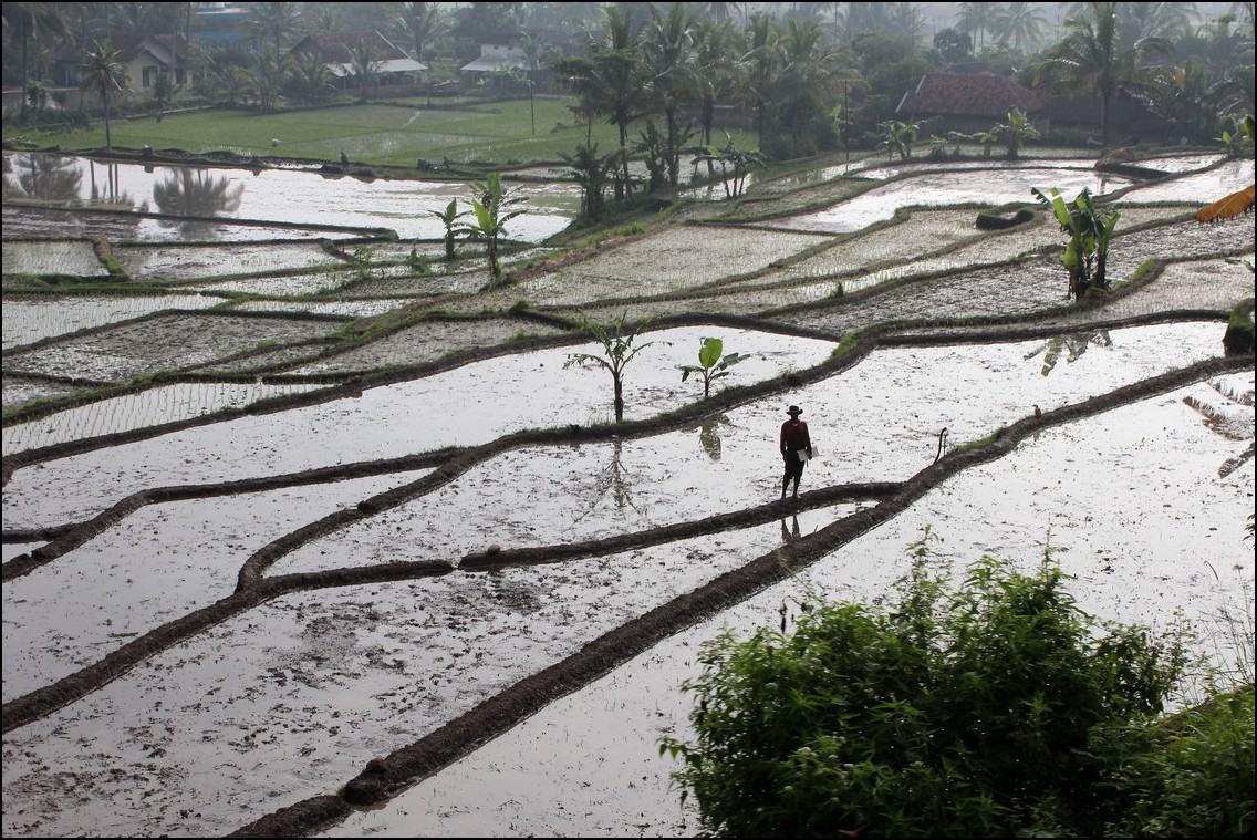Bauer auf Reisfeld in Indonesien
