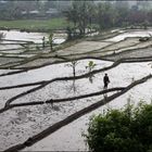 Bauer auf Reisfeld in Indonesien