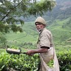 Bauer bei der Tee Ernte
