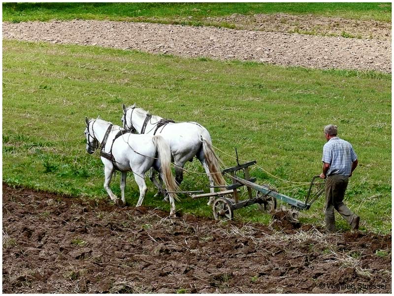 Bauer beim Pflügen (30.August 2007)