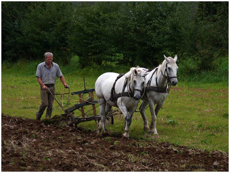 Bauer beim Pflügen (30.August 2007)