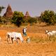 Bauer in Bagan