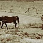 Bauer mit Pferd