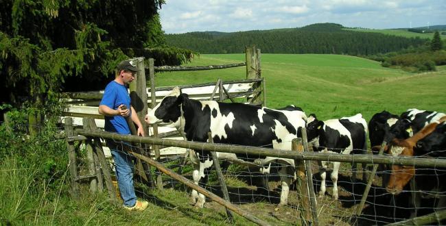 Bauer sucht Kühe