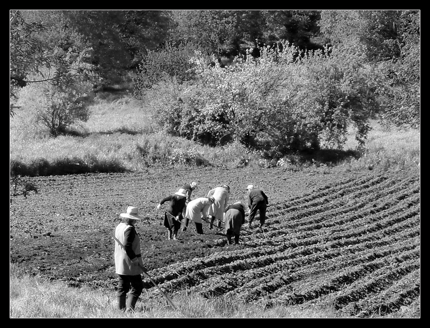 Bauern bei der Arbeit
