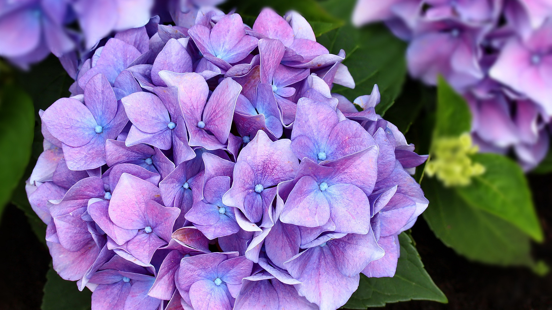 Bauern-Hortensie