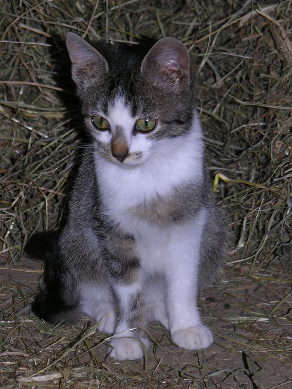 Bauern-Katze