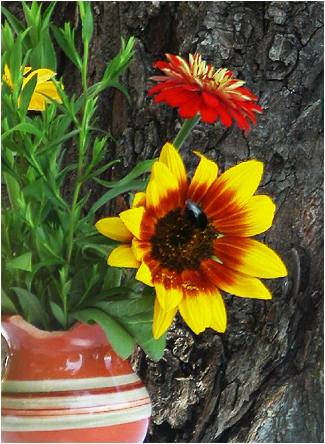 Bauernblumen in Slovenien