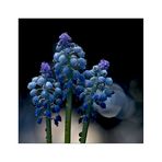 bauernbübchen, muscari oder bergmännchen