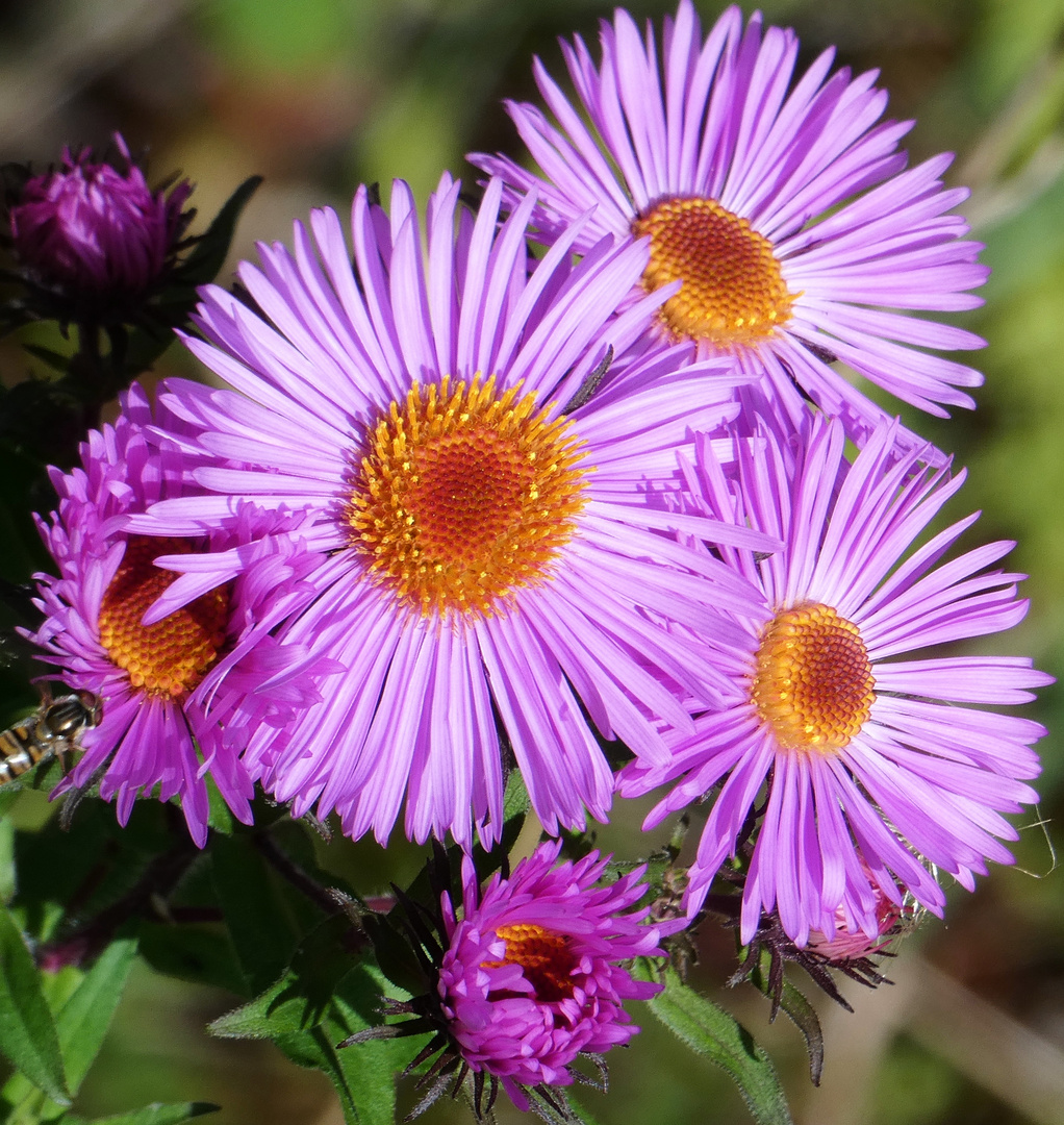 Bauernchrysantheme