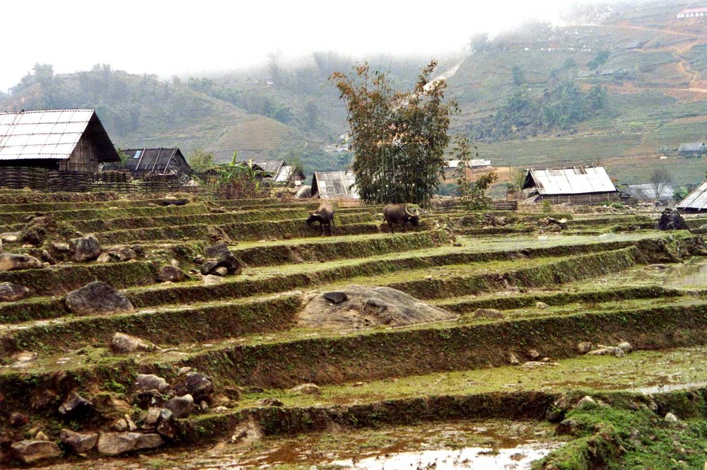 bauerndorf bei sapa/vietnam