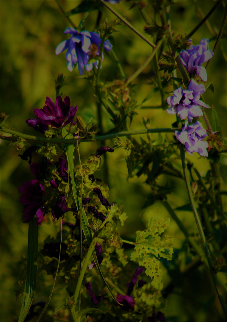  Bauerngärten im Sommer,