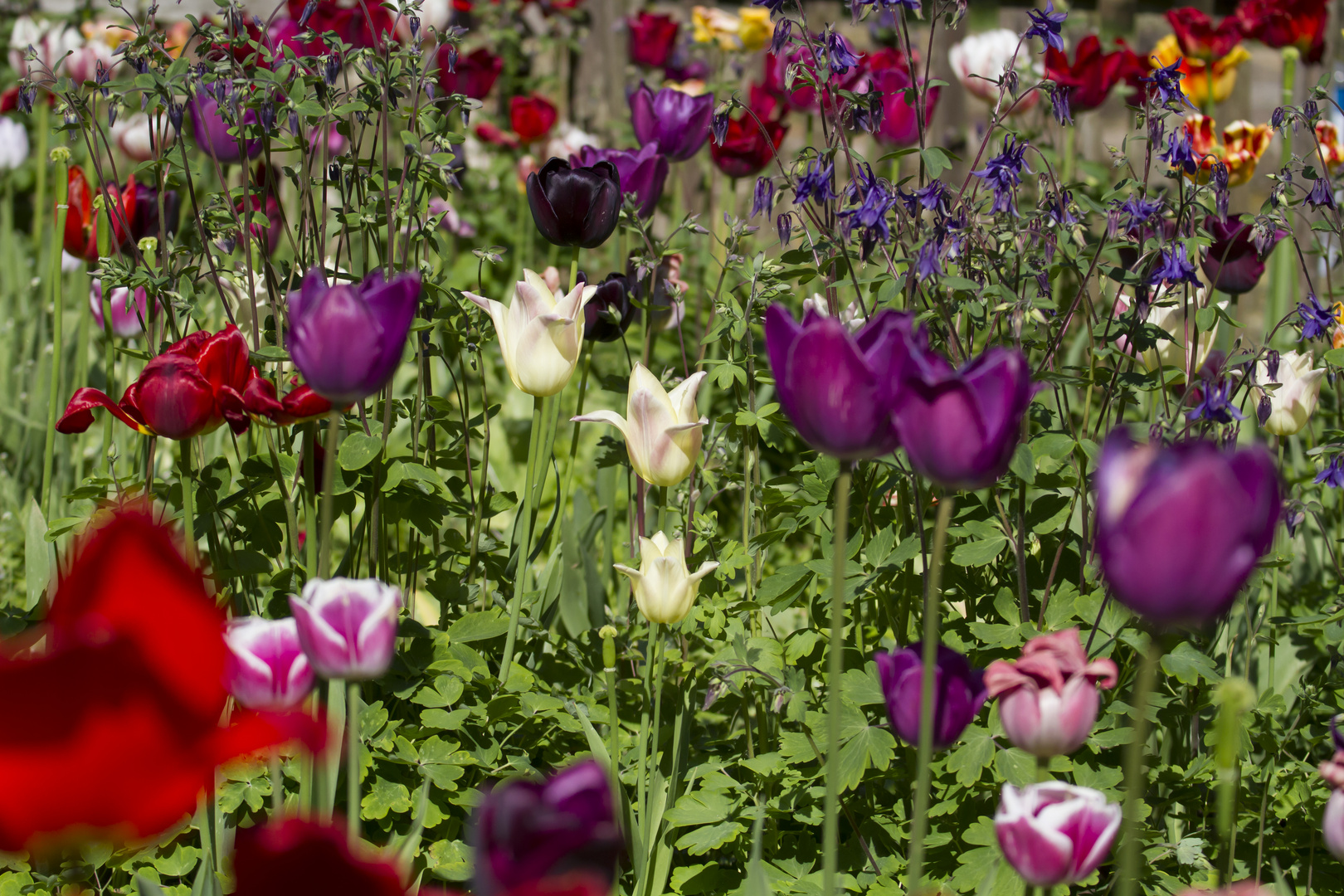 Bauerngarten