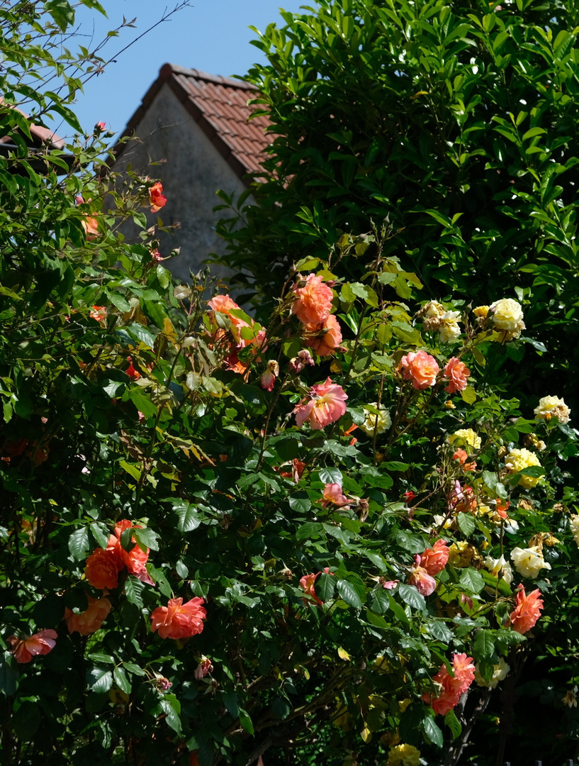 Bauerngarten 3