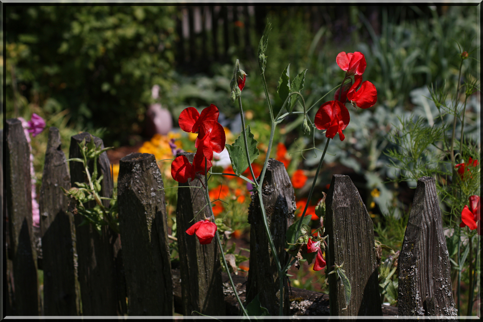 Bauerngarten