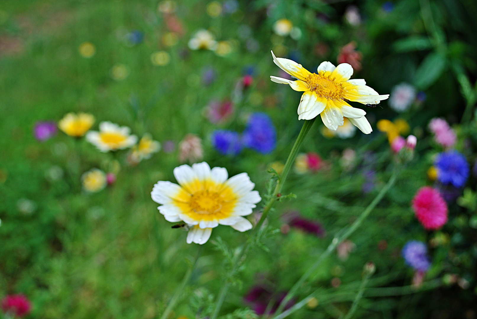 Bauerngarten...