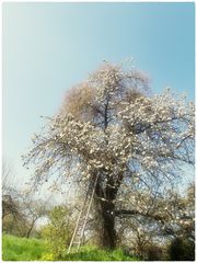 .BauernGarten.