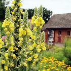 Bauerngarten