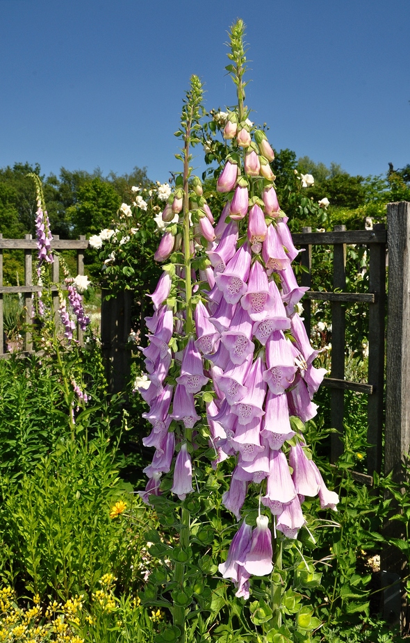 Bauerngarten.....,