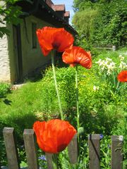 Bauerngarten mit Mohn