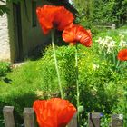 Bauerngarten mit Mohn