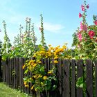 Bauerngartenidylle in Groß Zicker