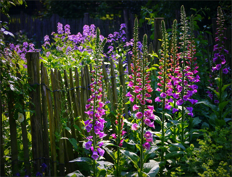 Bauerngartenzaun....