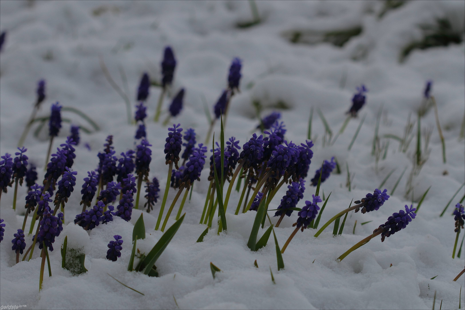 Bauerngrüble und Schnee