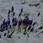 Bauerngrüble und Schnee