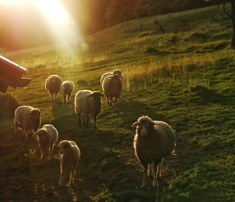 Bauernhof Foto & Bild | landschaften, natur, landschaft Bilder auf