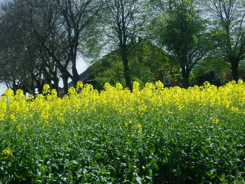 bauernhof im mai