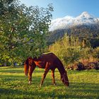 Bauernhof in Innsbruck