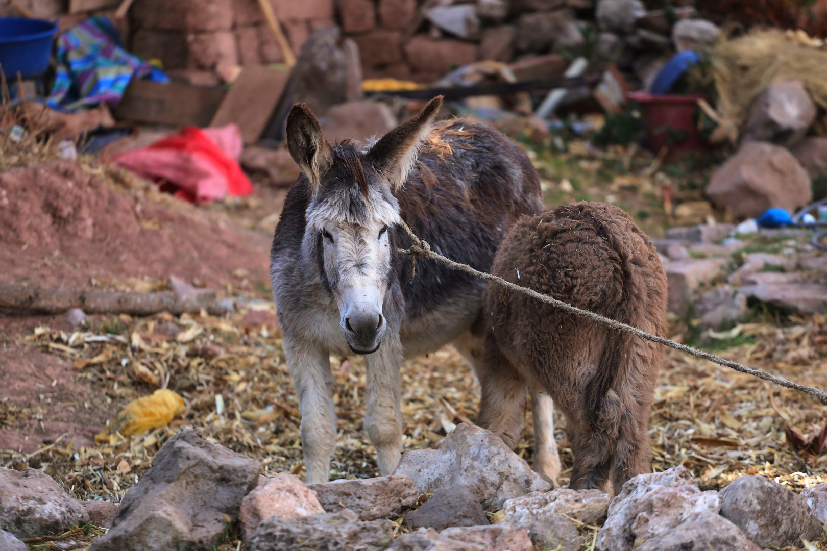 Bauernhof in Peru