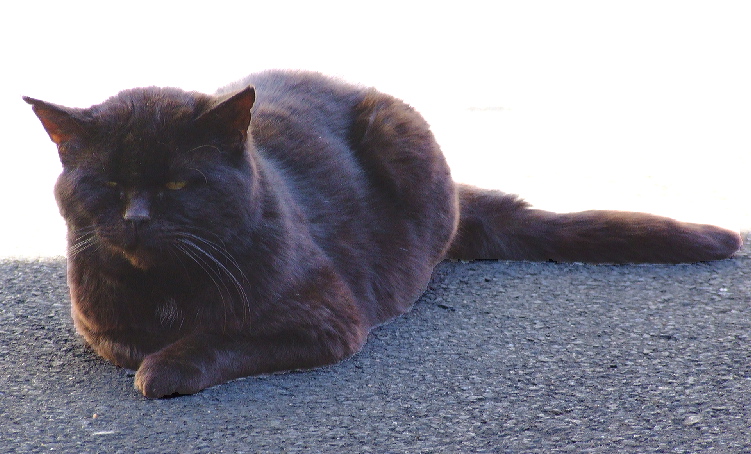 Bauernhof-Kater ...