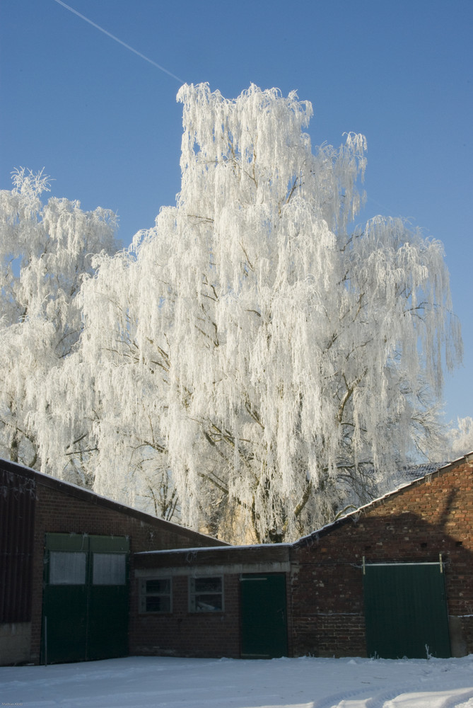 Bauernhof mit gezuckerten Baum