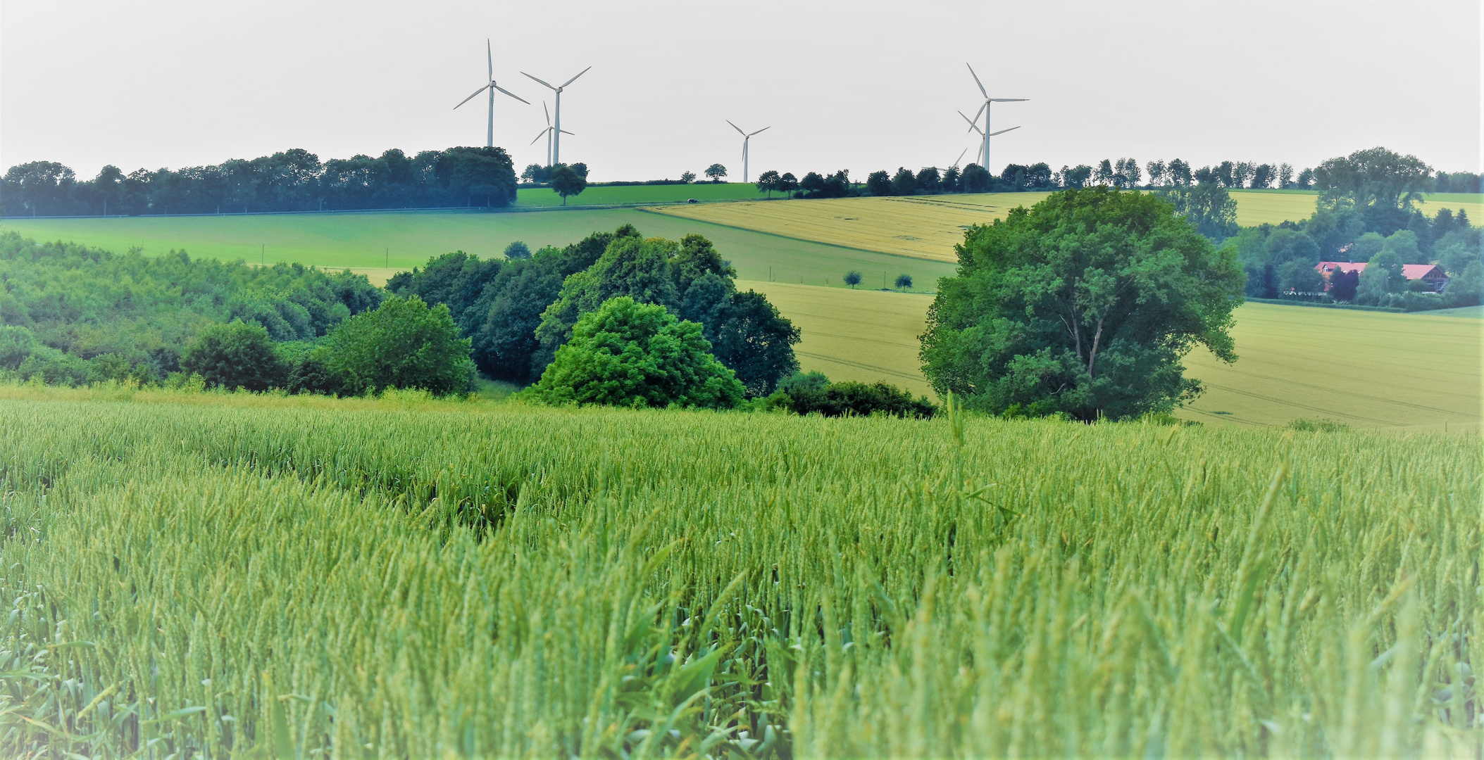 Bauernhof - Sommer - Kornfelder - Windräder    
