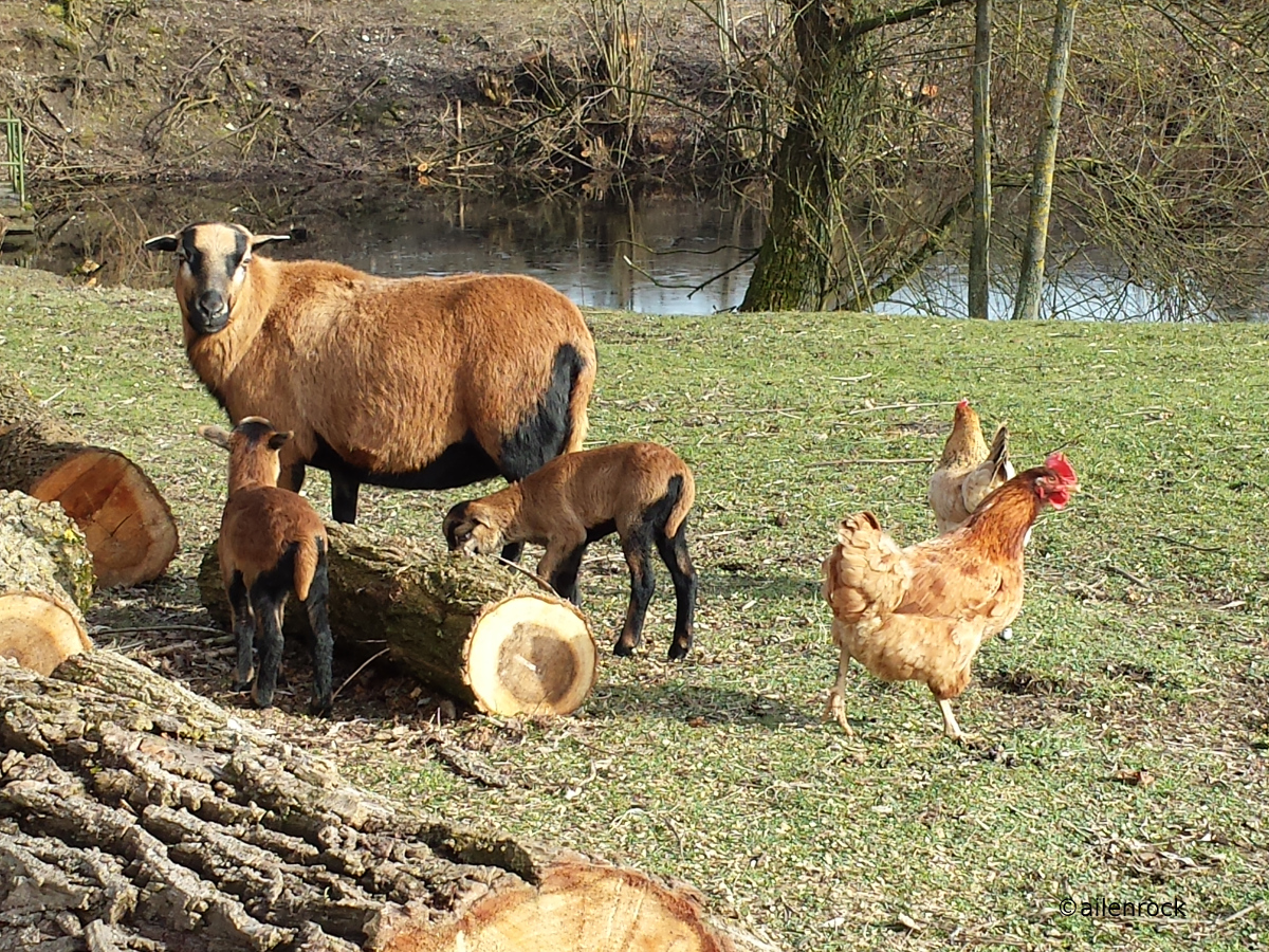 Bauernhofidylle