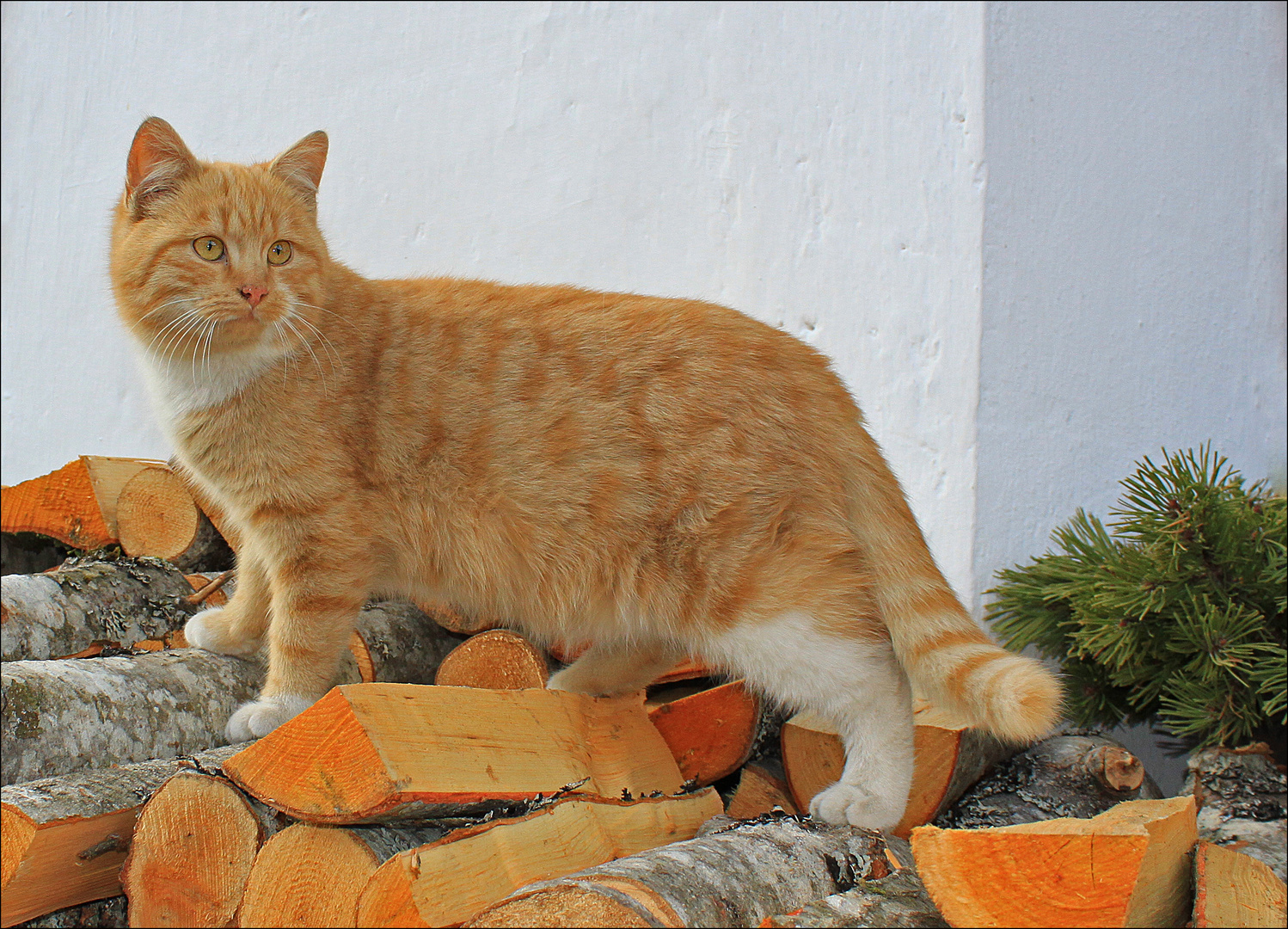 Bauernhofkatze