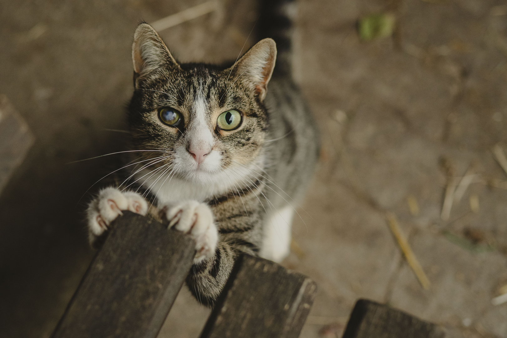 Bauernhofkatze *1*