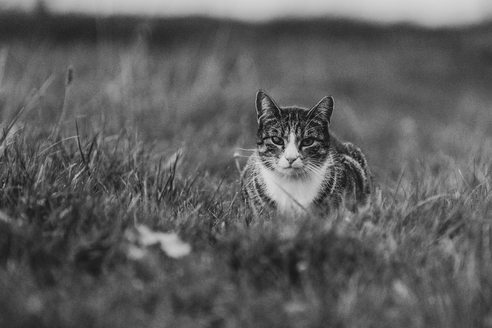 Bauernhofkatze *10*