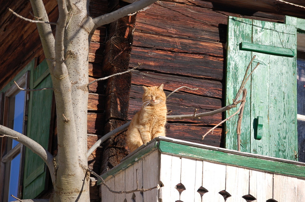 Bauernhofkatze