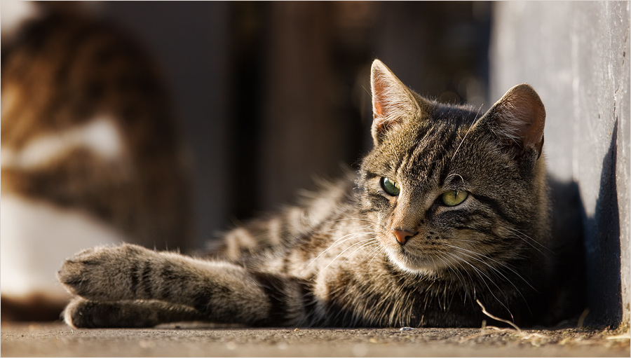 Bauernhofkatze