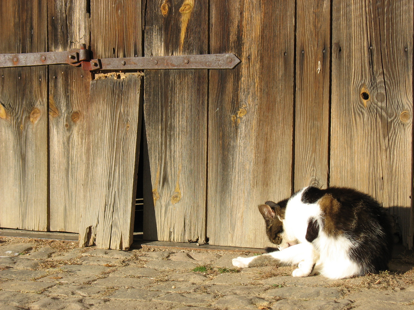 Bauernhofkatze