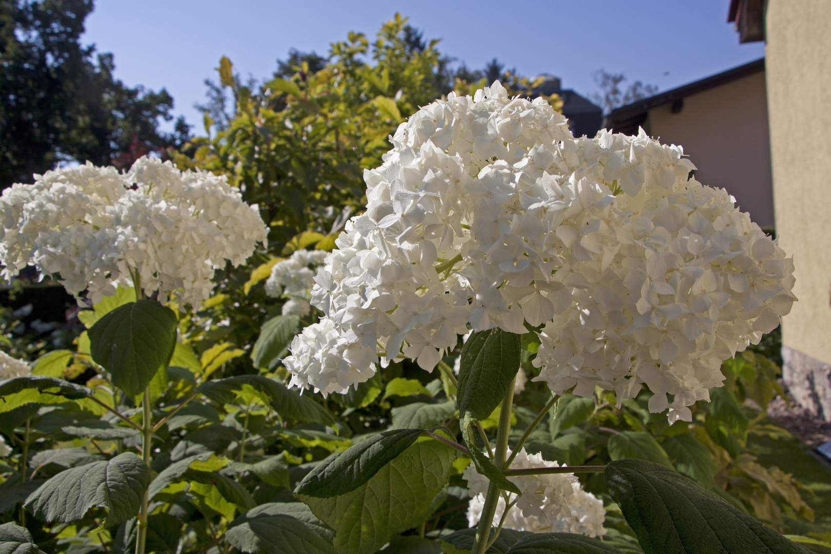 Bauernhortensie